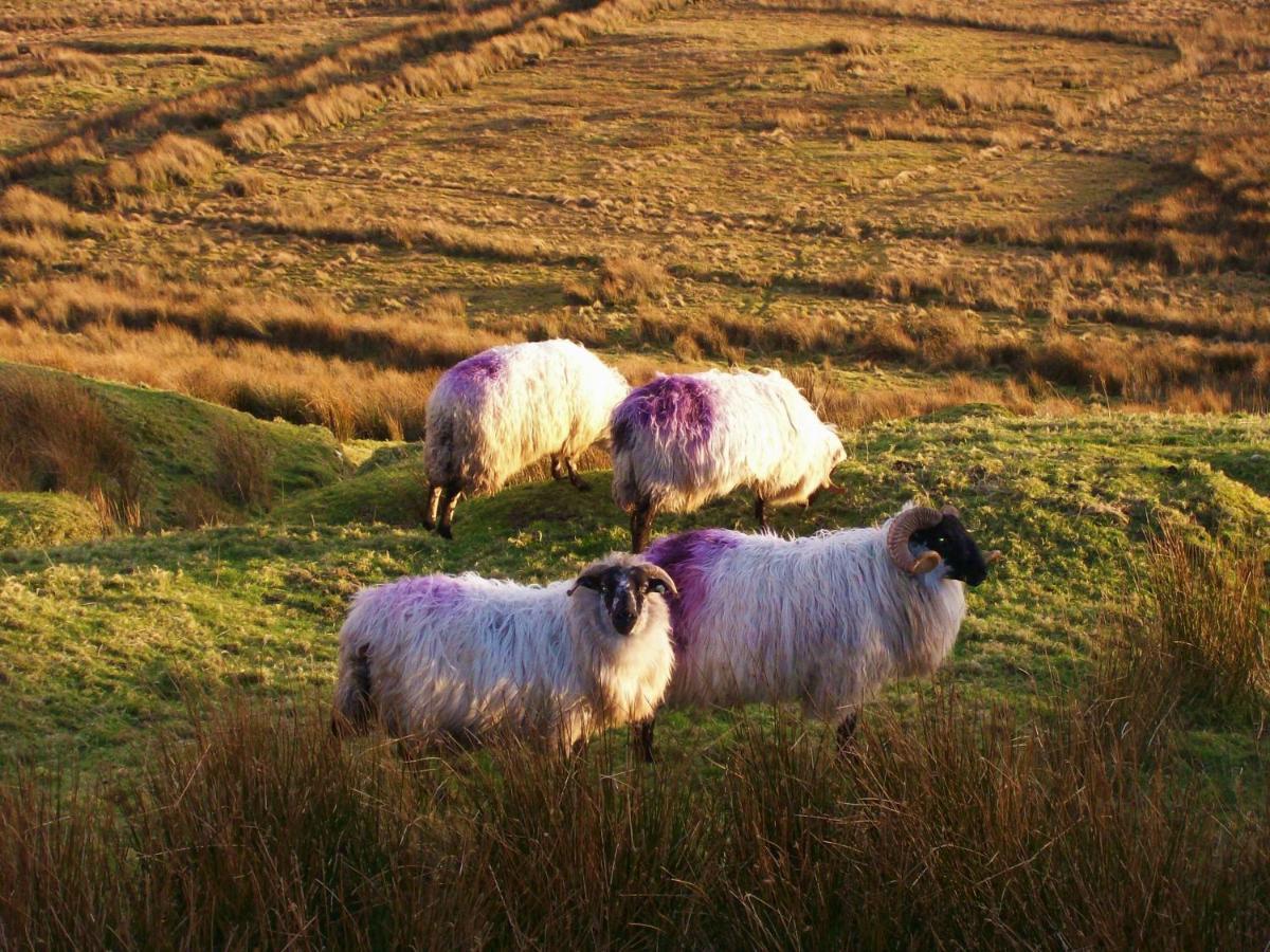 Clifden Wildflower Cottage - Clifden Countryside Lettings Zewnętrze zdjęcie