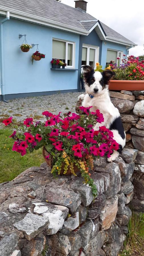 Clifden Wildflower Cottage - Clifden Countryside Lettings Zewnętrze zdjęcie