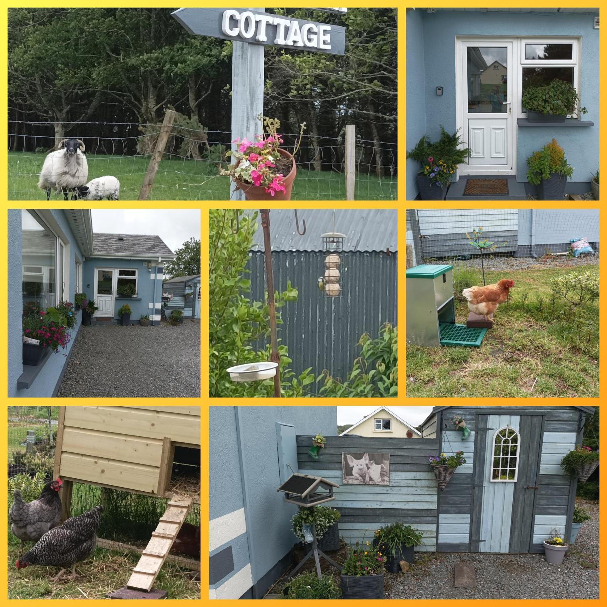 Clifden Wildflower Cottage - Clifden Countryside Lettings Zewnętrze zdjęcie