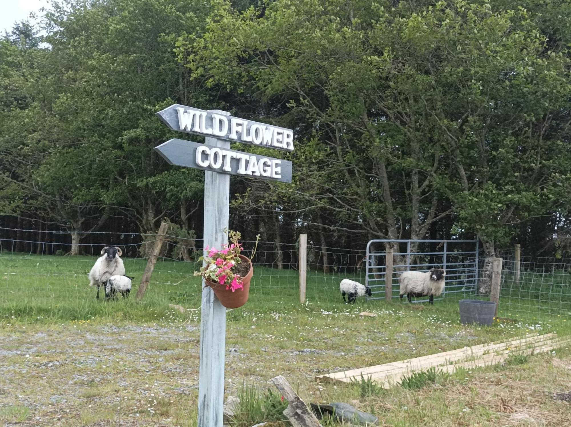 Clifden Wildflower Cottage - Clifden Countryside Lettings Zewnętrze zdjęcie